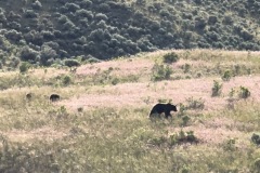 mama-cubs_orig-Large