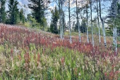 IMG_9494-Medium