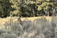 IMG_9552-Medium