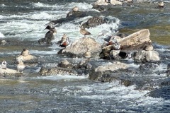 IMG_8776-Medium