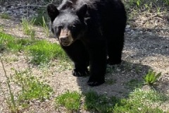 IMG_7362-bear-Medium