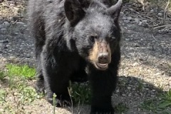 IMG_7363-bear-Medium